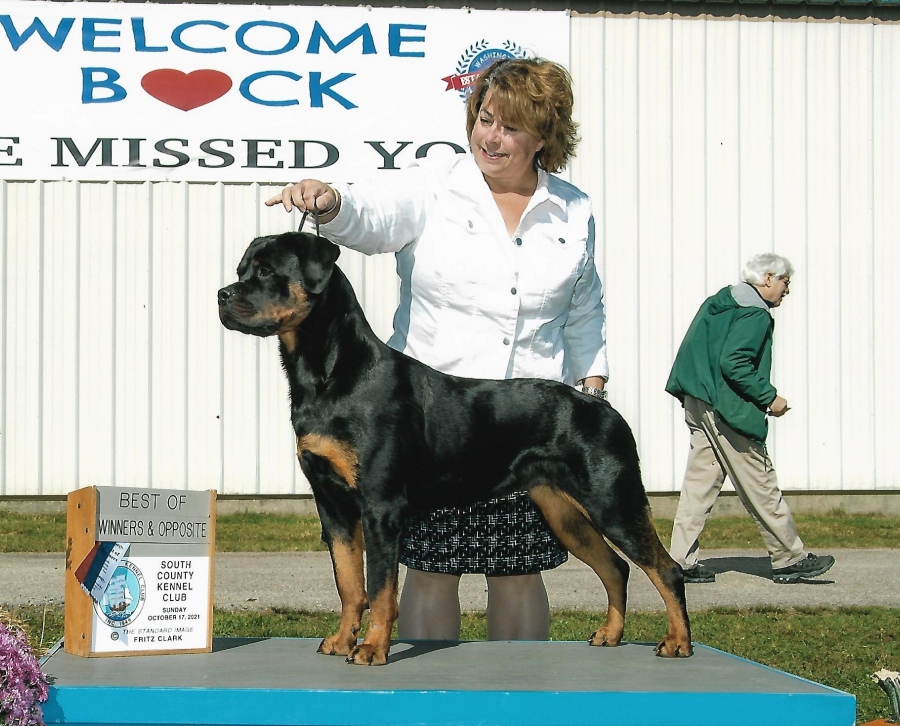 Brandy Hills Rockin Rottweilers Rottweiler Breeders located in